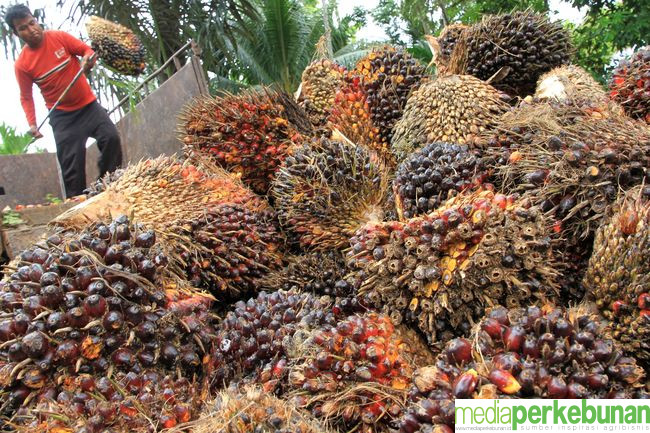 PSR TAHUN 2024, SAMPAI JUNI 18.484 HA