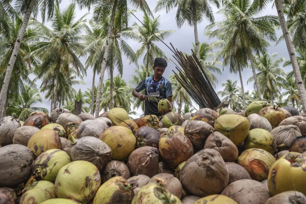 PERPEKINDO Ajukan Model Peningkatan Daya Tawar Petani Kelapa