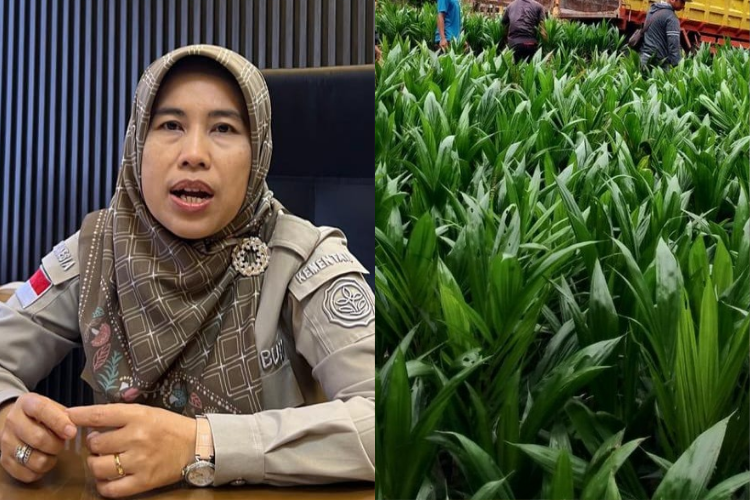 Petani Sulit Akses Kecambah Sawit Unggul? Datang Saja Ke IPOSC Di Kubu Raya