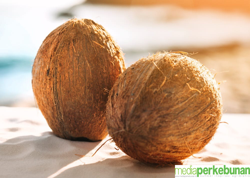 HIPKI : Tiga Bulan Kedepan Banyak Industri Kelapa Akan Tutup