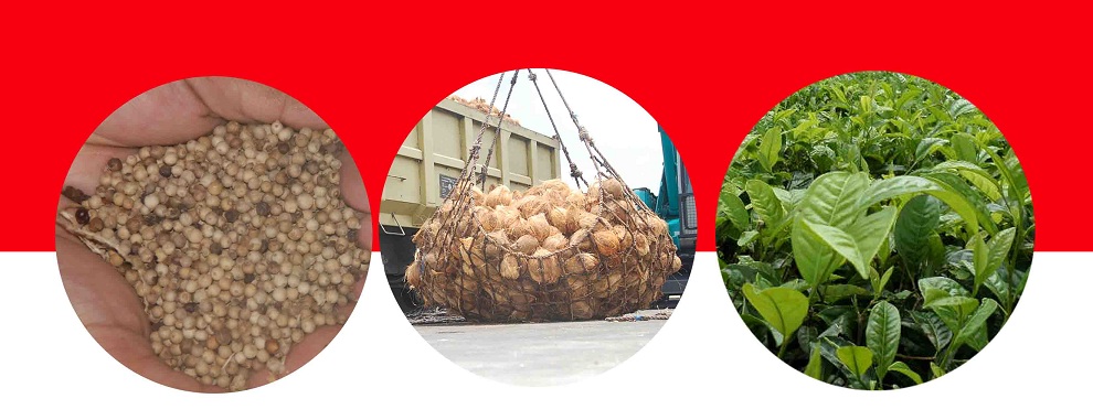 Lada, Teh, dan Kelapa Tingkatkan Devisa dan Ekonomi Petani