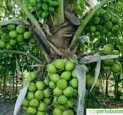 Potensi Kelapa Genjah dan Dukungan Asosiasi dalam Mengakselerasi Penyediaan Benih Kelapa
