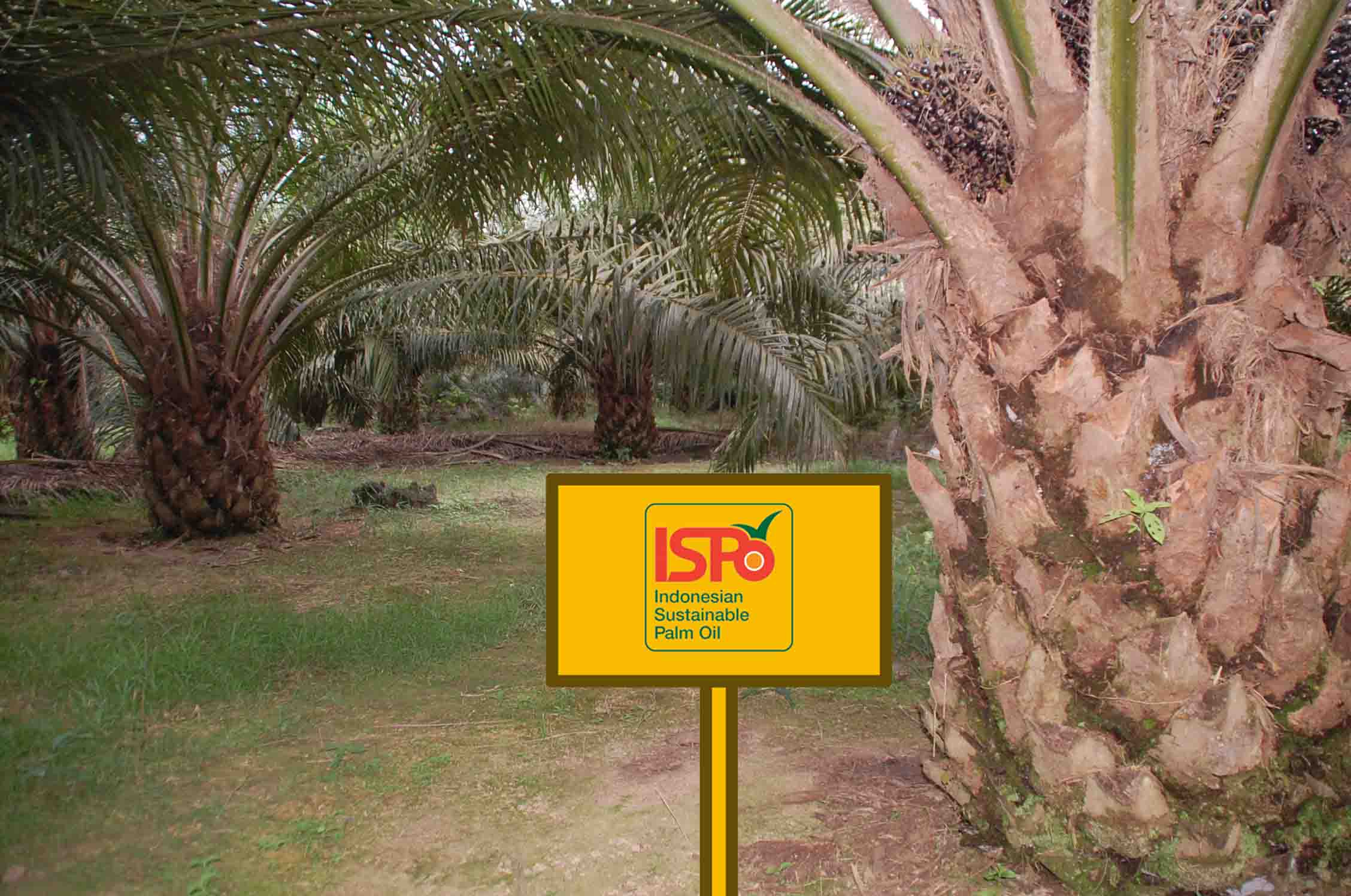 Upaya Kementan Percepat ISPO Bagi Pekebun