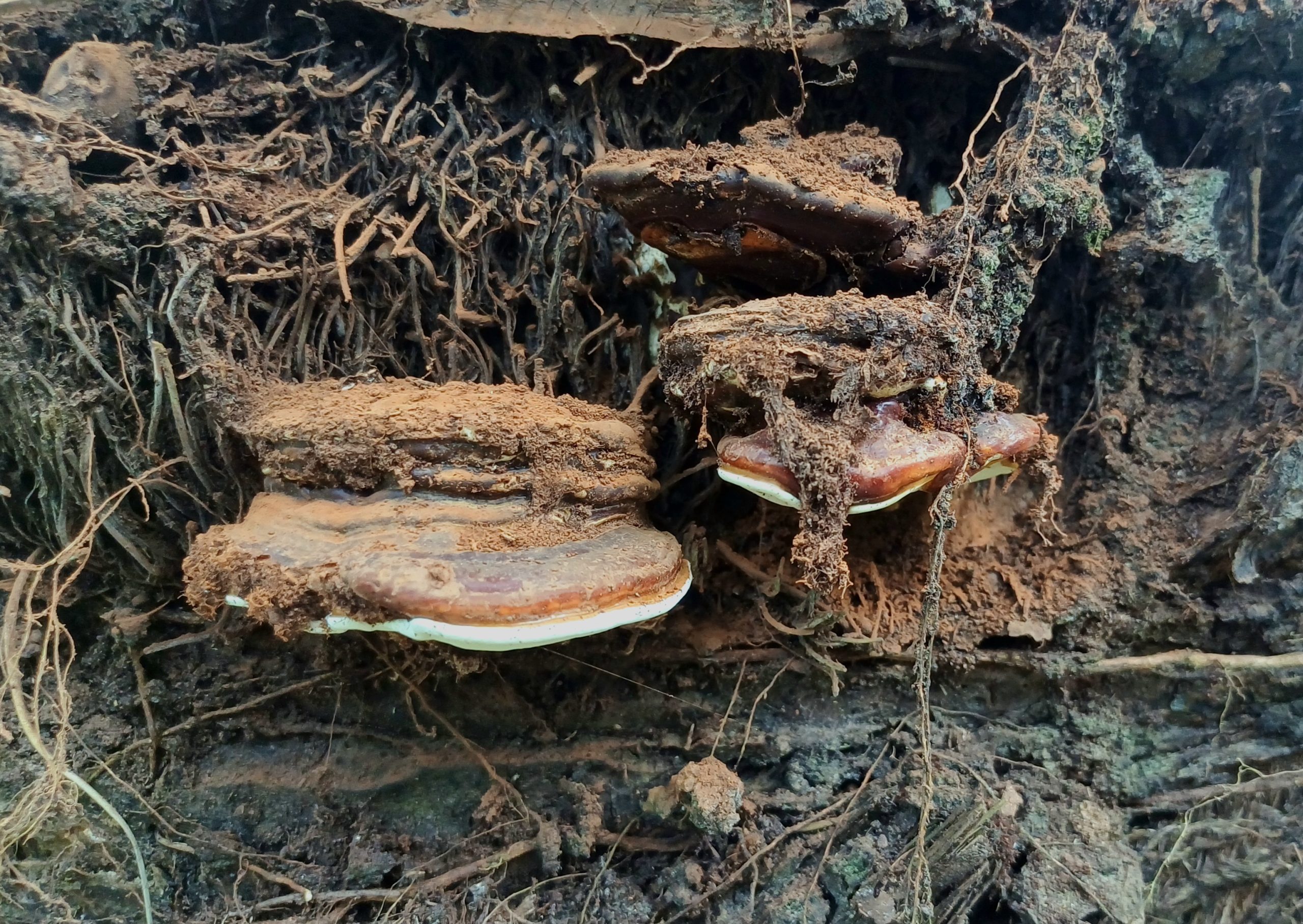 Ganoderma Musuh Nomor Satu Petani Sawit Labuhanbatu
