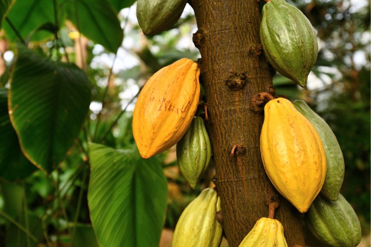 Dewan Kakao: Impor Biji Kakao Turun, Produksi Naik?