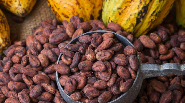 Produksi Global Naik, Begini Nasib Harga Referensi Kakao RI Periode April 2025