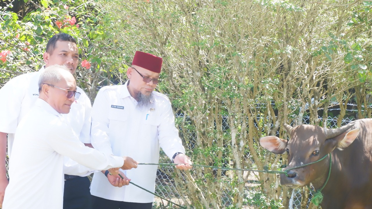 Minamas Plantation Donasikan 162 Ekor Sapi Hewan Kurban