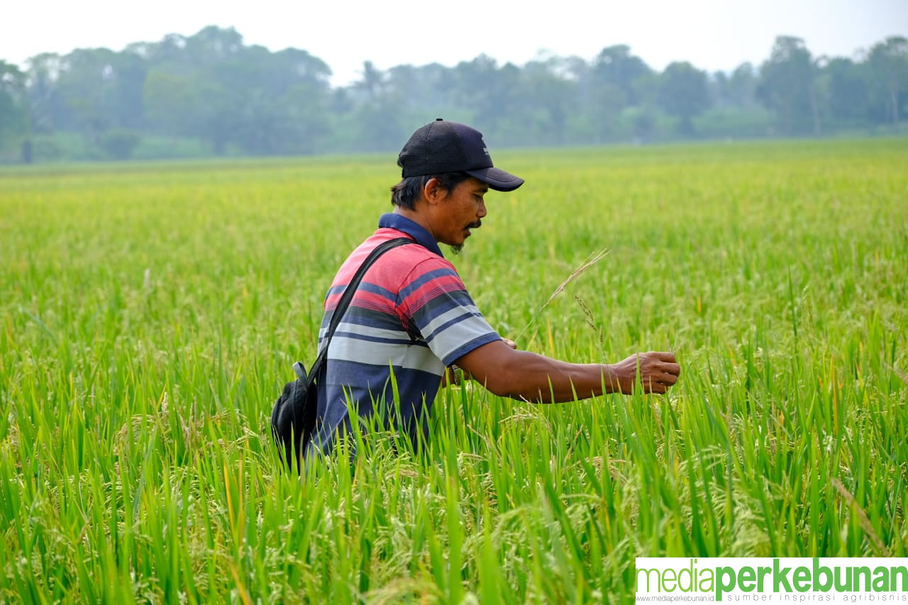 Wilmar Group Perkuat Kemitraan dengan Petani