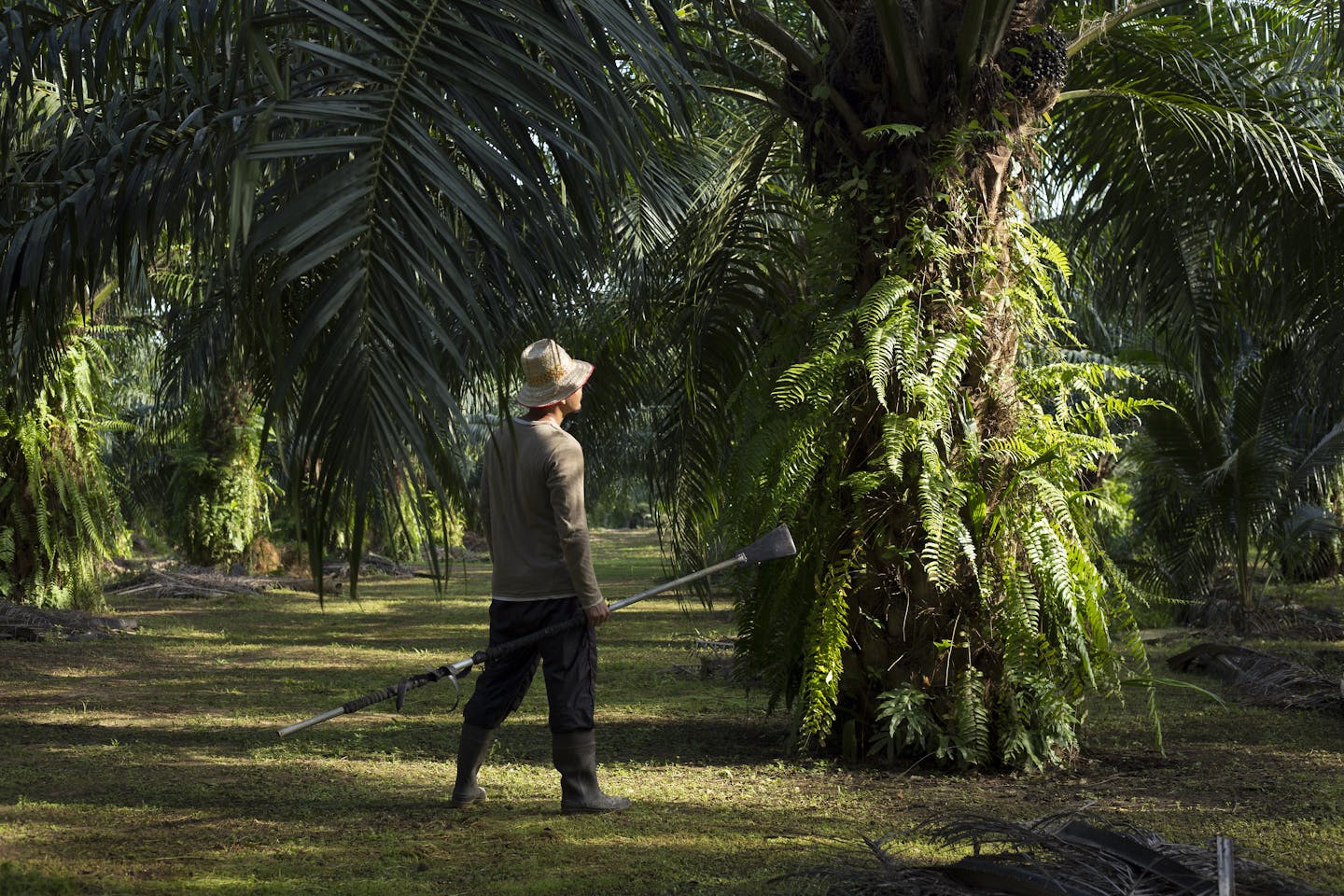 Petani Sawit di Bengkulu Mulai Cemaskan Dampak Kebijakan Tarif Presiden Donald Trump