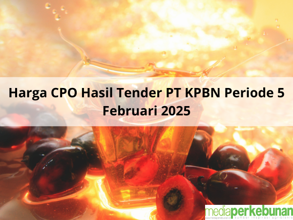 Roller Coaster Harga CPO Hasil Tender PT KPBN Periode 5 Februari 2025