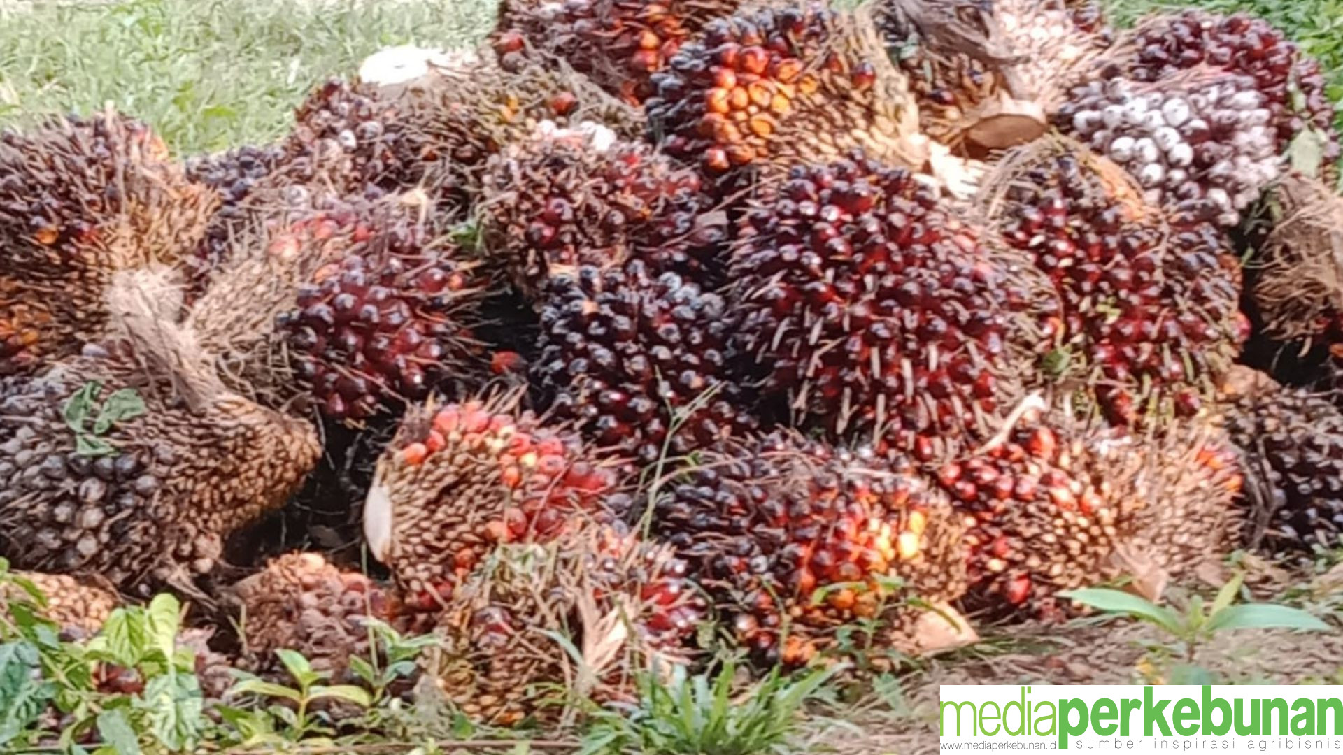 Nasib Harga TBS Mitra Plasma dan Swadaya Riau sampai Awal Tahun