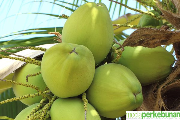 Ibu Rumah Tangga dan UMKM Menjerit Akibat Penurunan Produksi dan Derasnya Ekspor Kelapa