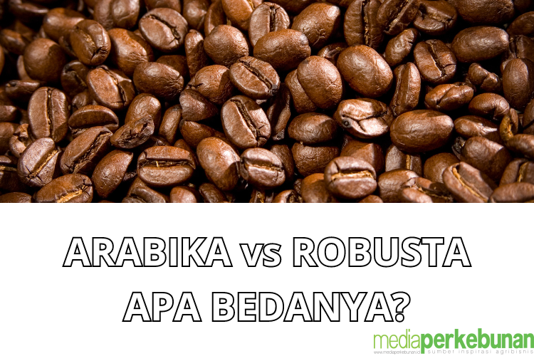 Perbedaan Biji Kopi Arabika dan Robusta: Bentuk, Rasa, Harga