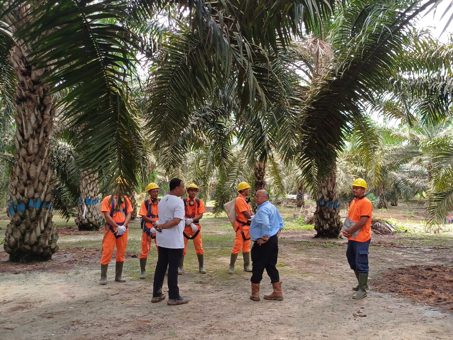 Tak Banyak Terekspos, Begini Sistem Kesehatan Pekerja Sawit di Lapangan