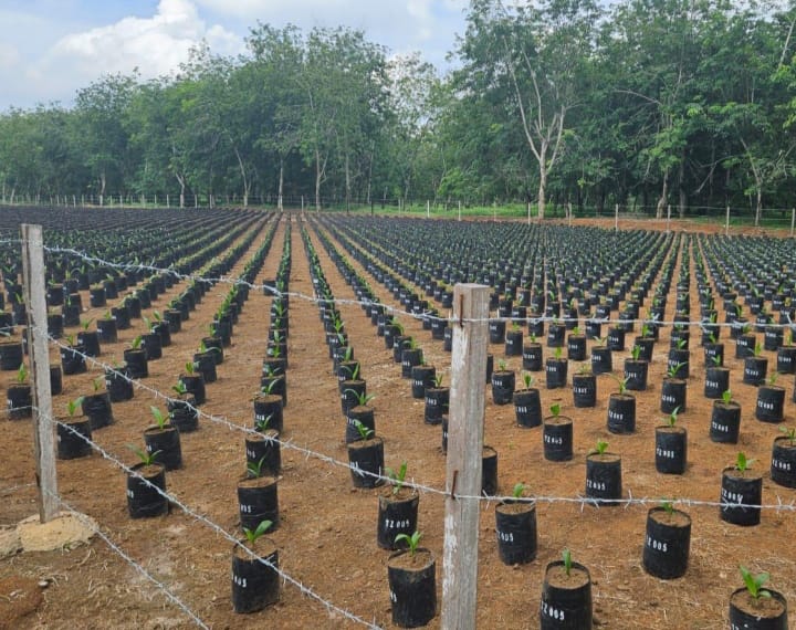 Hasil Eksplorasi SDG ke Tanzania sedang dalam Proses Pengasingan dan Pengamatan oleh Badan Karantina Indonesia