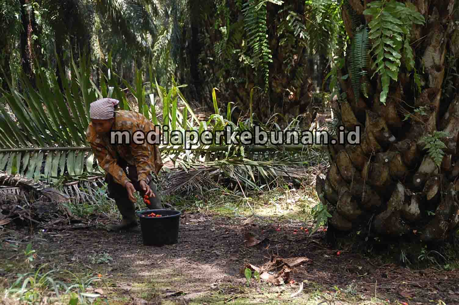 GAPKI Terbitkan Panduan Praktis Perlindungan Pekerja Perempuan
