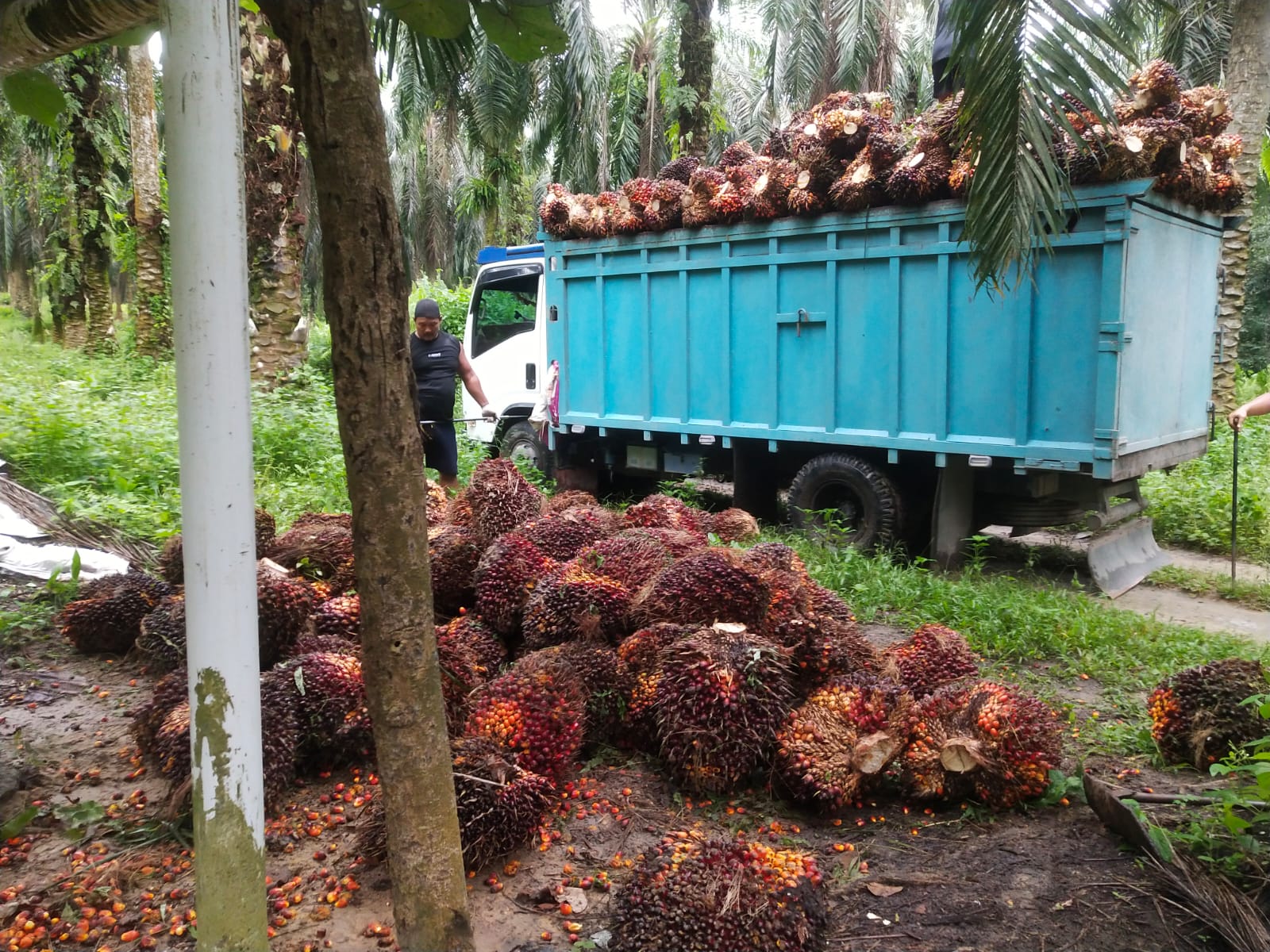 Pemerintah Klaim Program B40 Dongkrak Harga TBS Lebih dari 60 Persen