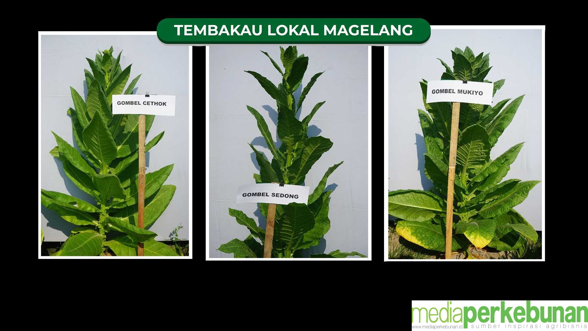 Varietas Tembakau Unggul dari Magelang