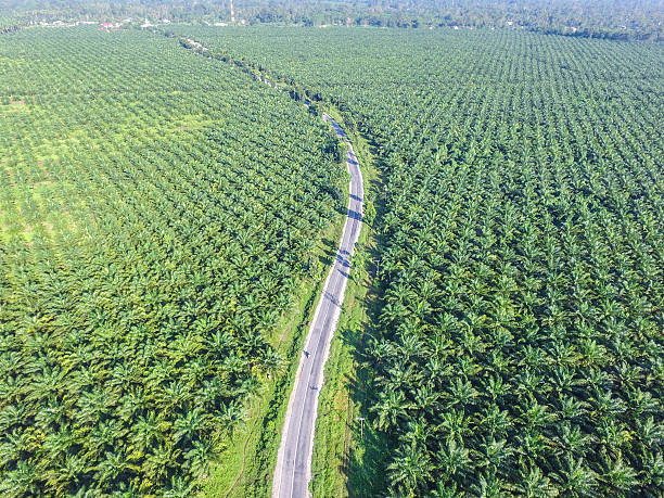 Penguasaan Kembali Masuk Tahap 2, Satgas PKH Masih Fokus ke Perusahaan, Belum Menyasar Petani/Koperasi