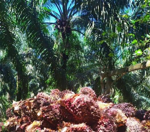 PERMENTAN 01 TAHUN 2018 BERLAKU UNTUK PEKEBUN YANG BERMITRA DENGAN PKS