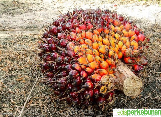 Begini Kondisi Harga TBS Mitra Plasma Sumbar pada Pekan Terakhir Maret 2025