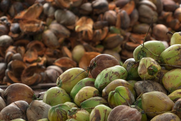 Varietas Kelapa di Indonesia Banyak, tapi Benihnya Sedikit: Begini Solusi dari Pakar!