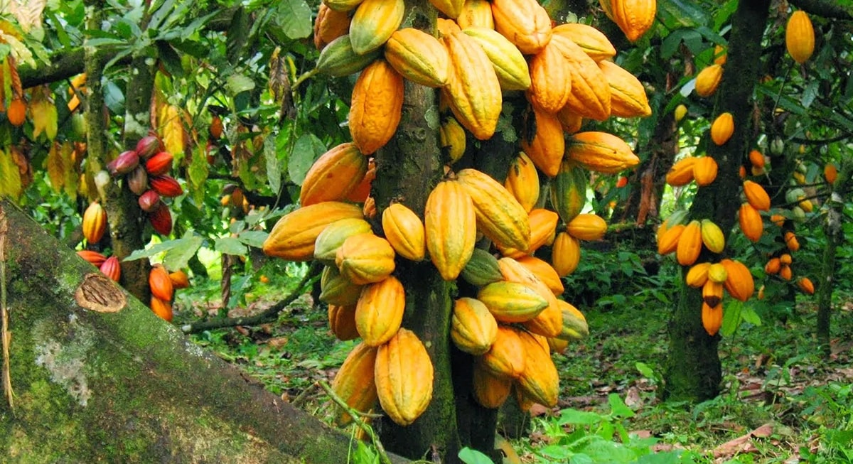 Tantangan Besar, Petani Kakao Harus Dibantu