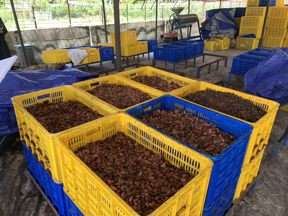 Dengan Hibah Unilever, Sugata Gandeng Koltiva Kembangkan Kakao Regeneratif