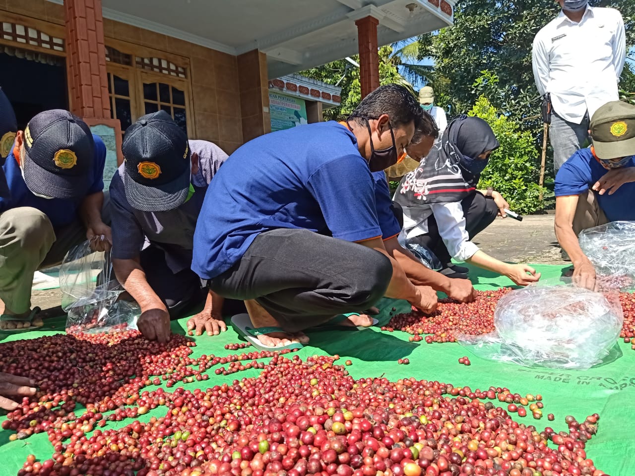 Kementan Dorong Pekebun Tingkatkan Kualitas Kopi