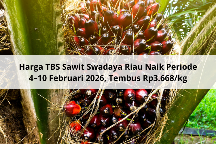 Harga TBS Sawit Swadaya Riau Naik Periode 4–10 Februari 2026, Tembus Rp3.668/kg