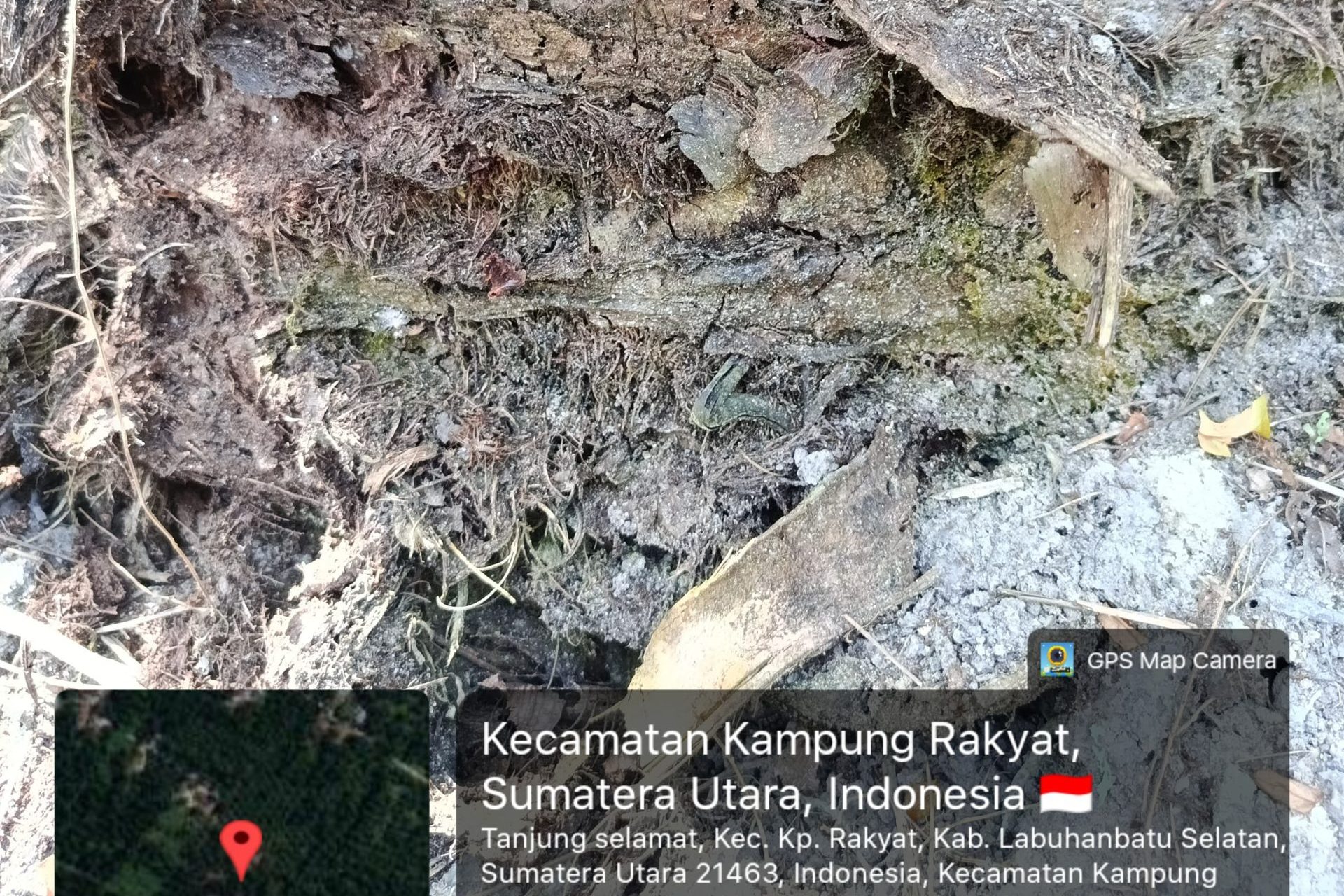 Serangan Ganoderma di Kebun Petani Labuhanbatu Selatan Kian Mengkhawatirkan, Perlu Perhatian Serius