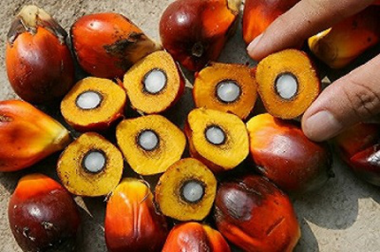 CIFOR : SAWIT INDUSTRI YANG SANGAT KOMPLEKS