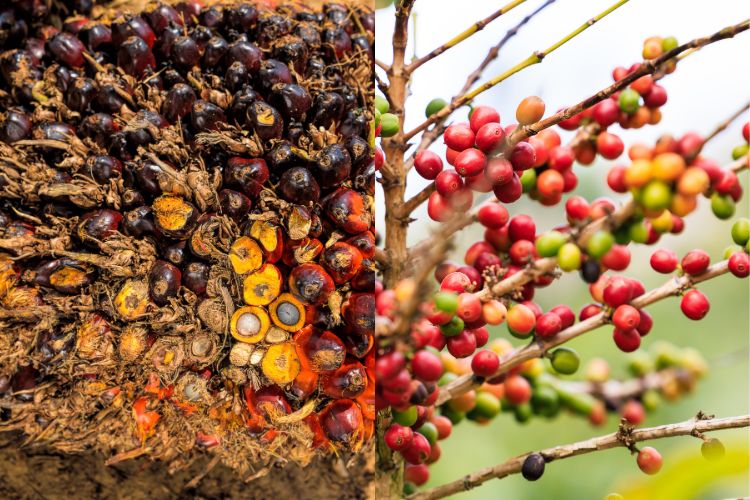 HKTI Minta Pemerintah Negosiasi Tarif Minyak Sawit dan Kopi di Pasar AS