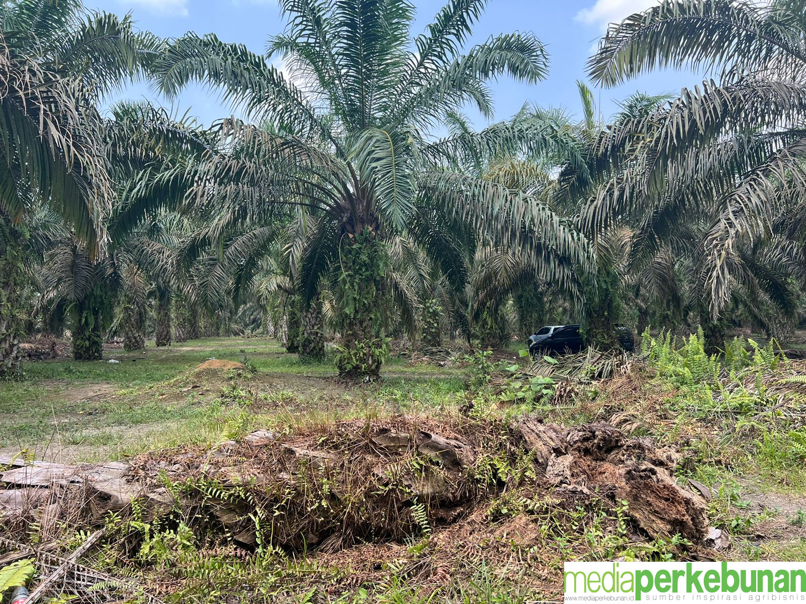 Cara Mengetahui dan Menanggulangi Penyakit Ganoderma Pada Sawit