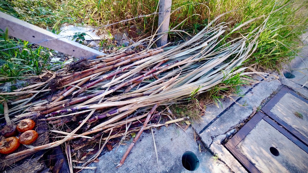 Fermentasi Daun Tebu Kering untuk Pakan Ternak