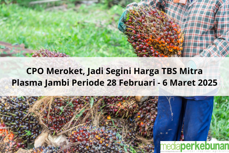 CPO Meroket, Jadi Segini Harga TBS Mitra Plasma Jambi Periode 28 Februari – 6 Maret 2025