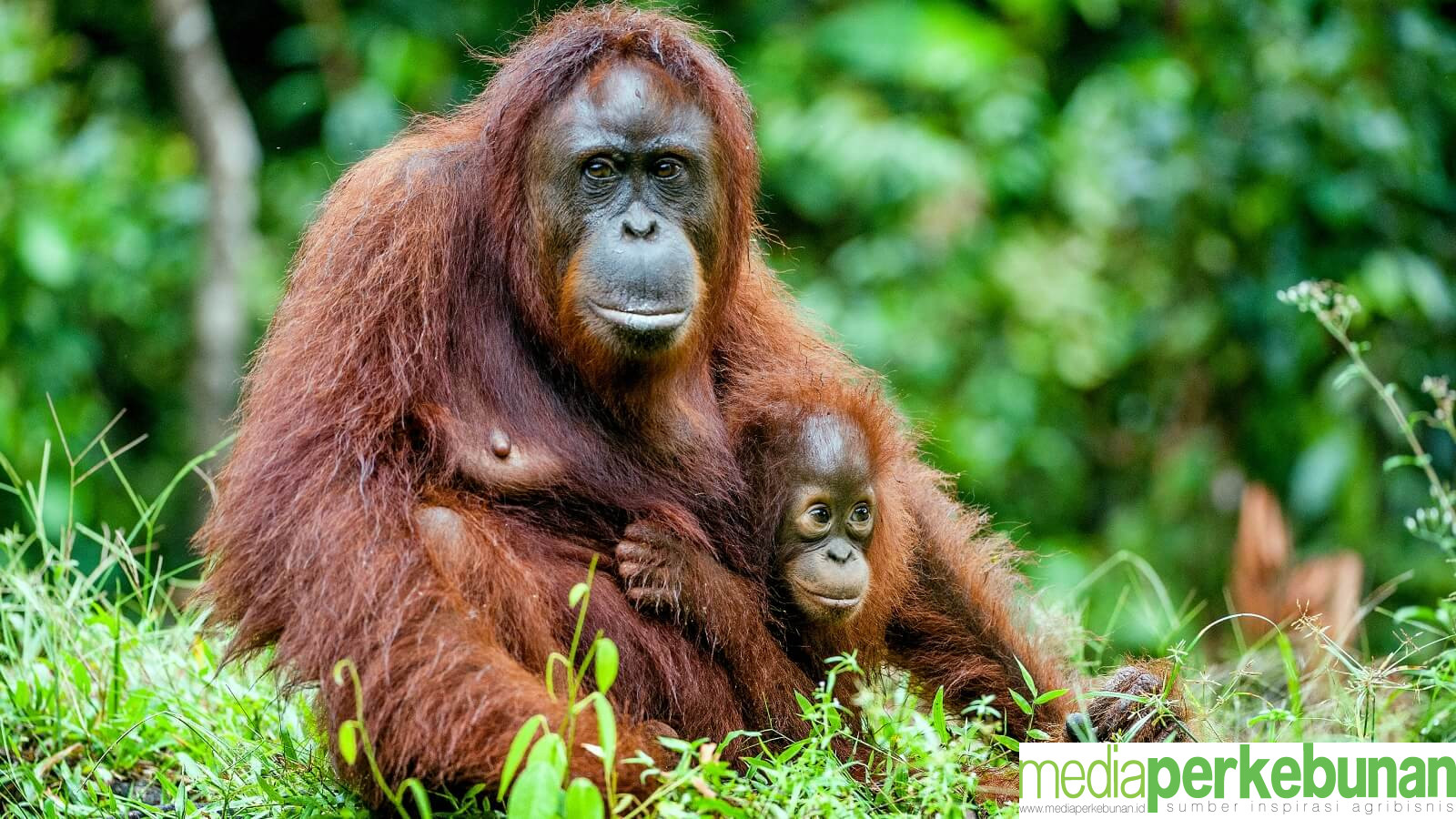 Peneliti Satwa Liar Ungkap Mitos Kehidupan Orangutan di Kebun Sawit