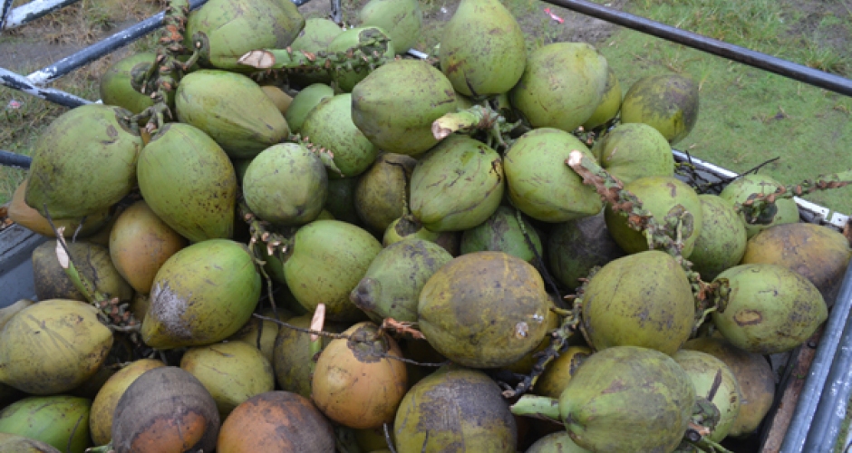 PERPEKINDO : INDONESIA SURPLUS KELAPA, KAJI RENCANA LARANGAN EKSPOR KELAPA BULAT
