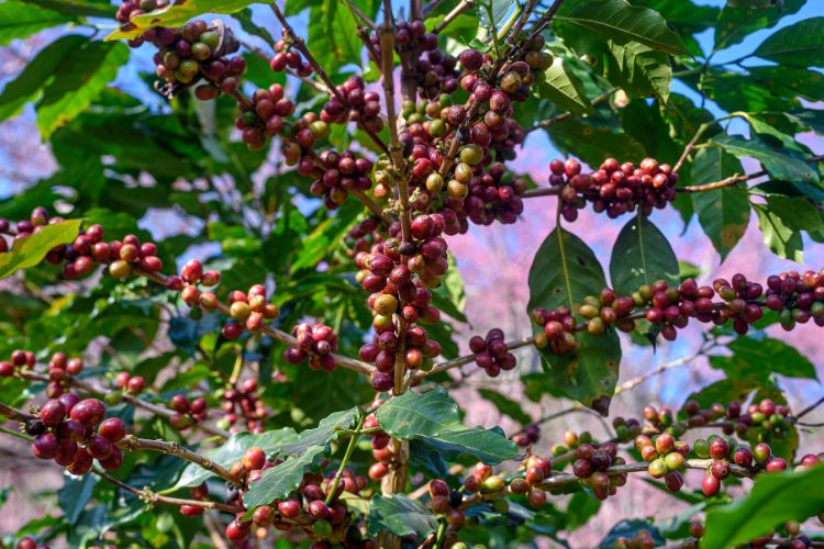 Berapa Lama untuk Pohon Kopi Mencapai Kematangan?