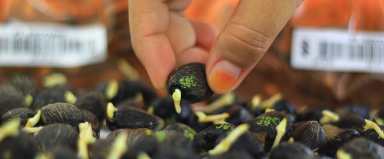 BENIH, INVESTASI PERKEBUNAN KELAPA SAWIT YANG SESUNGGUHNYA