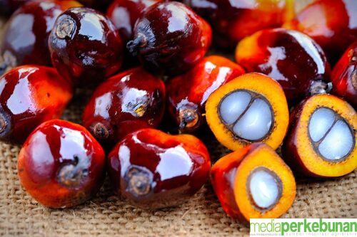 Ini Dia Coating Glossy Berbasis Sawit yang Mampu Menjaga Kesegaran Buah