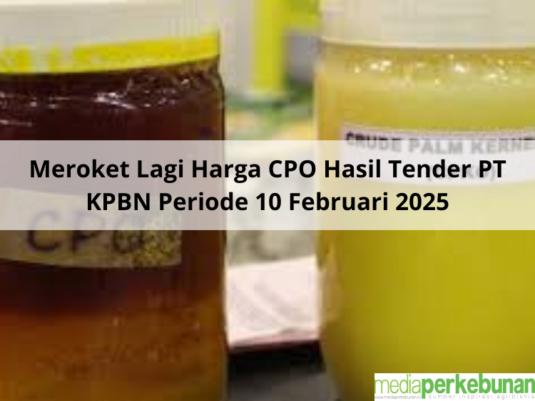 OTW Rp 15.000, Meroket Lagi Harga CPO Hasil Tender PT KPBN Periode 10 Februari 2025