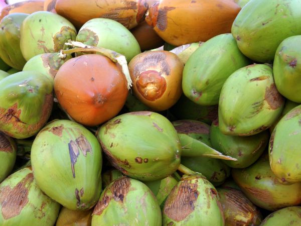 Ketahuan, 3 Faktor Ini yang Bikin Harga Kelapa Melejit