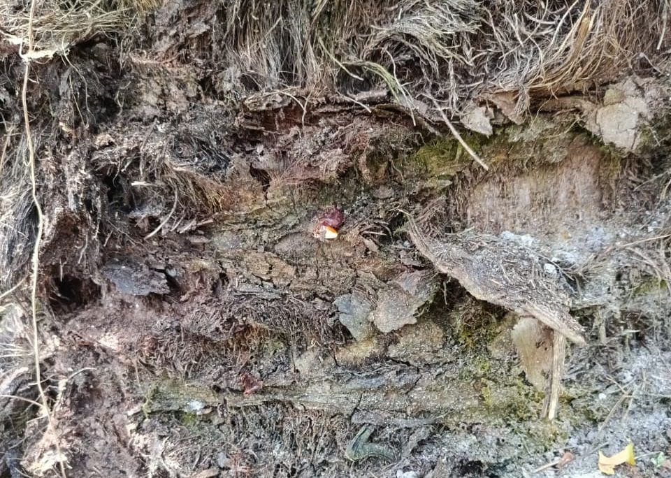 Mengungkap Teknologi Deteksi Dini Ganoderma pada Tanaman Kelapa Sawit