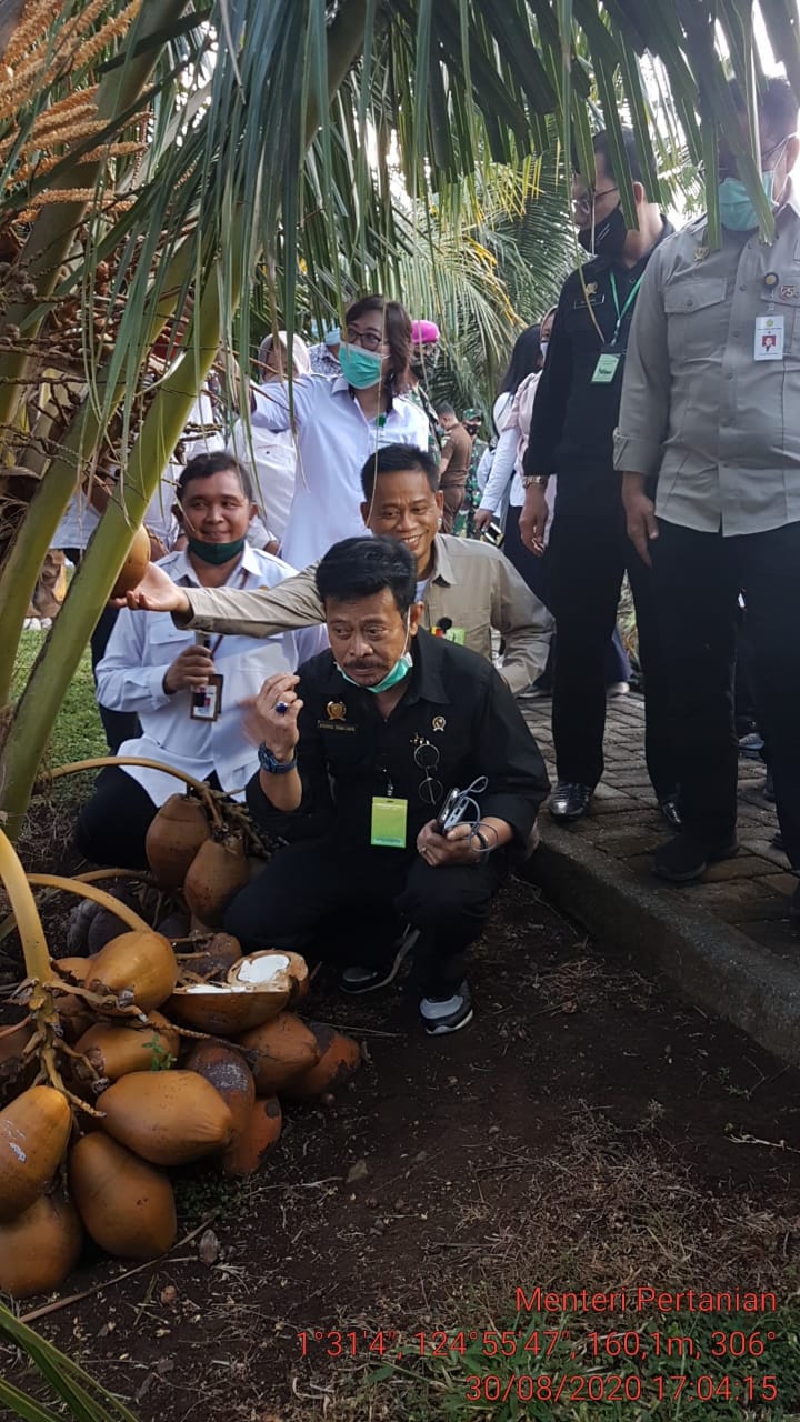 MENTAN MINTA BALIT PALMA SIAPKAN BIBIT KELAPA UNGGUL UNTUK PETANI