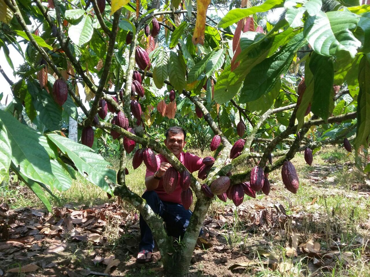 Mendesak Perubahan Strategi Pembangunan Kebun Sumber Benih Perkebunan