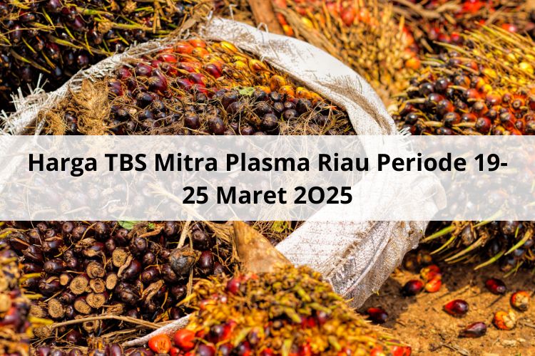 Benar-benar Kelas Suhu Harga TBS Mitra Plasma Riau Periode 19-25 Maret 2025