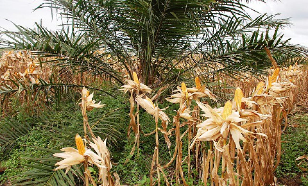 Aduh, Beragam Hama Hajar Tanaman Jagung di Sela Perkebunan Sawit