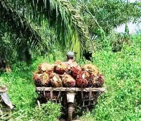 Petani Berharap Rencana Audit Perusahaan Dilakukan Serius