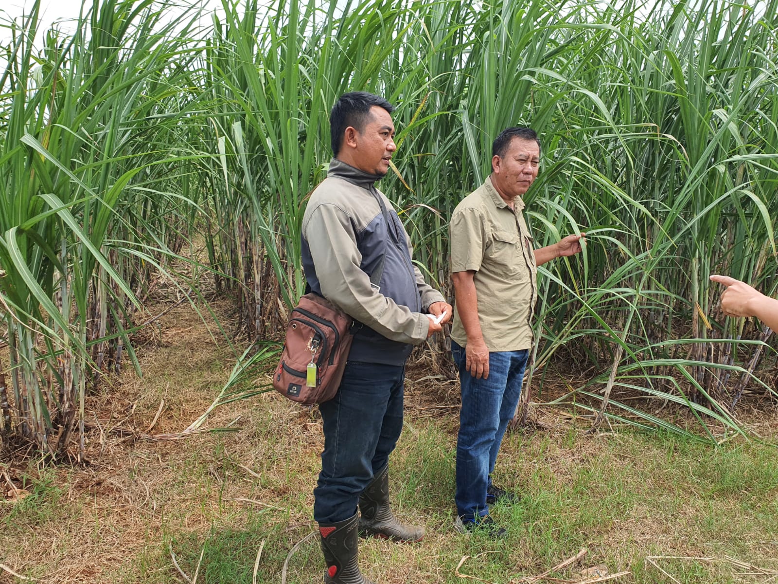 Ditjenbun Siapkan 75 Juta Mata Benih Tebu Gratis untuk Swasembada Gula Konsumsi